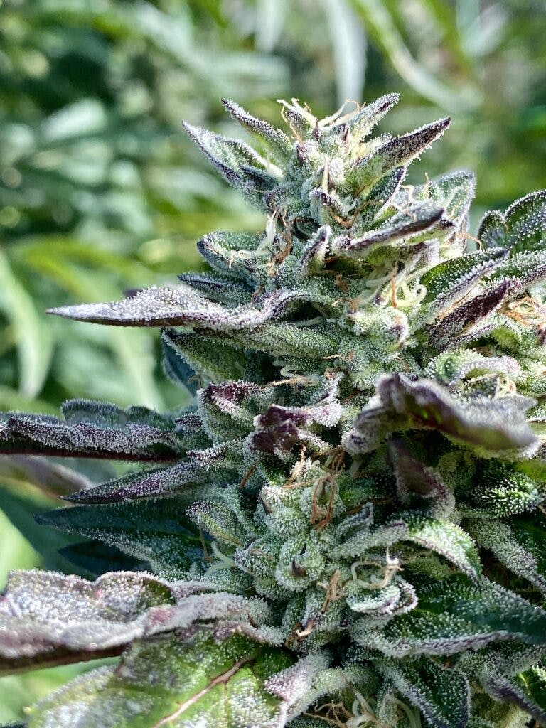 Give her her flowers: LA Kush Cake from Luminescent Farms. (Courtesy Luminescent Farms)